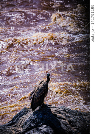 Kenya Photographers By Antony Trivet Photography Kenya Photographers By Antony Trivet Photography 141791199