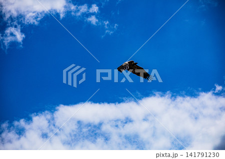 Kenya Photographers By Antony Trivet Photography 141791230