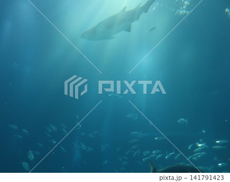 光が差し込む青い水中を泳ぐサメと小魚の海洋風景 光が差し込む青い水中を泳ぐサメと小魚の海洋風景 141791423