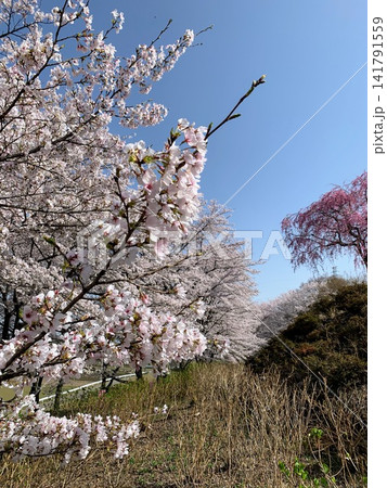 青空に映える満開の桜　東那須野公園みね山花まつり 141791559