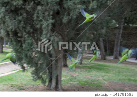 Monk parakeets take off near a tree in a park in Valencia. Green parrots in flight with movement Monk parakeets take off near a tree in a park in Valencia. Green parrots in flight with movement 141791583
