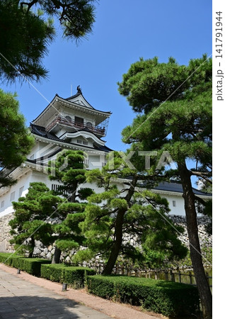 天守閣と松の木（富山城址公園・富山城） 141791944