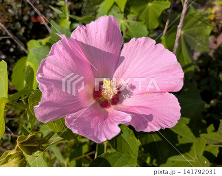 夏の日差しに映える淡桃色の芙蓉 141792031