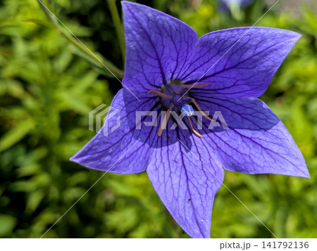 鮮やかな青紫色のキキョウの花を正面から撮影 141792136