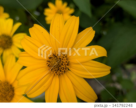 鮮やかな黄色に咲くキクイモモドキの花 鮮やかな黄色に咲くキクイモモドキの花 141792248