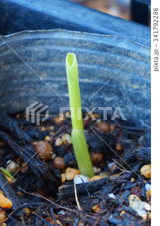 トウモロコシ とうもろこし 発芽 単子葉類 家庭菜園 ダイソー ゴク甘コーン トウモロコシ とうもろこし 発芽 単子葉類 家庭菜園 ダイソー ゴク甘コーン 141792286