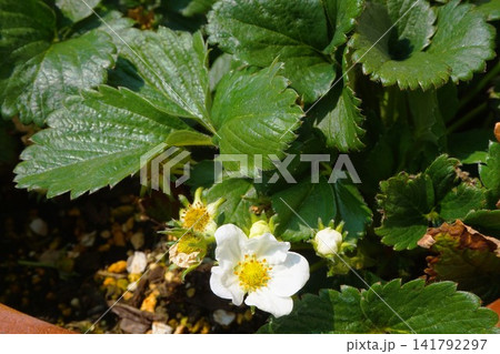 ドルチェベリー イチゴ 苺 家庭菜園 花 ドルチェベリー イチゴ 苺 家庭菜園 花 141792297