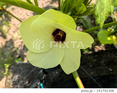 夏に咲くオクラの淡黄色の花 夏に咲くオクラの淡黄色の花 141792306