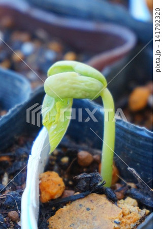 サヤインゲン つるあり種 つるありインゲン 発芽 芽 双子葉類 サヤインゲン つるあり種 つるありインゲン 発芽 芽 双子葉類 141792320