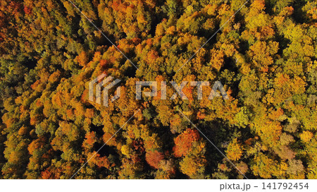Aerial top view of a stunning autumn forest from above 141792454