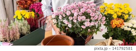Man transplanting autumn flowers chrysanthemums and heathers into pots and holding a pot with a chrysanthemum, decorating a home terrace or balcony with flowers, banner 141792581