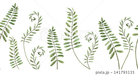 A seamless border of wild pea branches on thin stems. Isolated watercolor illustration for wedding invitations, gift wrapping, card design, cosmetic labels, and fashion and beauty blog design. A seamless border of wild pea branches on thin stems. Isolated watercolor illustration for wedding invitations, gift wrapping, card design, cosmetic labels, and fashion and beauty blog design. 141793135