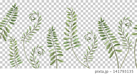 A seamless border of wild pea branches on thin stems. Isolated watercolor illustration for wedding invitations, gift wrapping, card design, cosmetic labels, and fashion and beauty blog design. A seamless border of wild pea branches on thin stems. Isolated watercolor illustration for wedding invitations, gift wrapping, card design, cosmetic labels, and fashion and beauty blog design. 141793135
