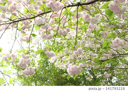 八重桜-ショウゲツ(埼玉県大里郡寄居町) 八重桜-ショウゲツ(埼玉県大里郡寄居町) 141793228