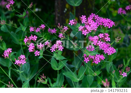 ピンクの花　ムシトリナデシコ 141793231