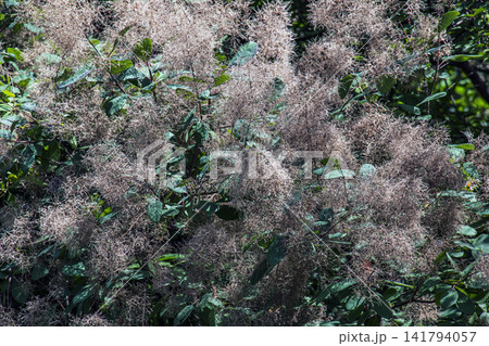 Dense Fluffy Panicles of European Smoketree Dense Fluffy Panicles of European Smoketree 141794057