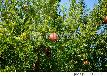 Ripe Pomegranates Growing on a Tree Branch Laden with Green Leaves Under Blue Sky Ripe Pomegranates Growing on a Tree Branch Laden with Green Leaves Under Blue Sky 141794156