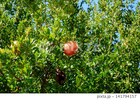 Ripe Pomegranate Fruit Hanging on a Lush Green Tree Branch in Sunlight 141794157