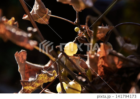 Close-up of ripe green grapes hanging on a vine with dry autumn leaves Close-up of ripe green grapes hanging on a vine with dry autumn leaves 141794173