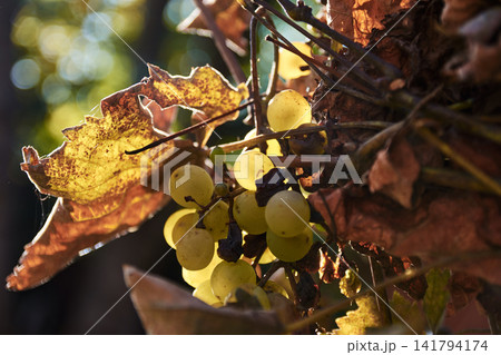 Close-up of ripe green grapes hanging on vine with autumn leaves in vineyard Close-up of ripe green grapes hanging on vine with autumn leaves in vineyard 141794174