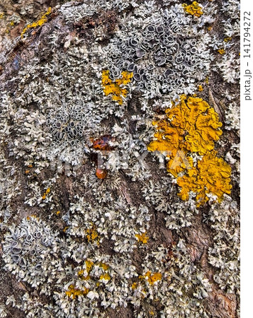 Colorful Lichen Colonies Growing Across Rough Tree Bark 141794272