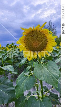 Single tall sunflower blooming against a dramatic cloudy sky in a lush agricultural field. Bright petals and green leaves symbolize summer growth and nature. Single tall sunflower blooming against a dramatic cloudy sky in a lush agricultural field. Bright petals and green leaves symbolize summer growth and nature. 141794318