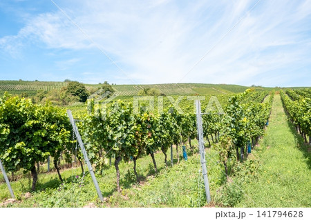 Much trees and vineyard in Europe in summer harvest. Large bunches of red wine grapes in sunny weather. Nature background. Much trees and vineyard in Europe in summer harvest. Large bunches of red wine grapes in sunny weather. Nature background. 141794628