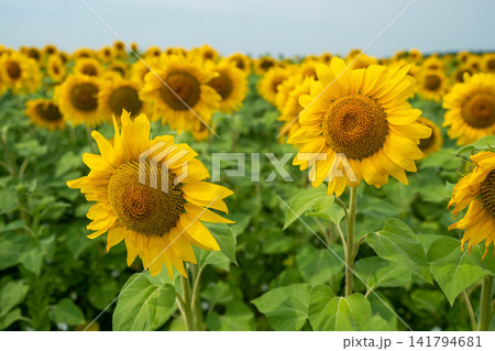 Sunflower being held, in field of sunflowers, with sunflower, hand, from a close-up perspective, with yellow, green accents, and serene and joyful mood, with nearby objects. Sunflower being held, in field of sunflowers, with sunflower, hand, from a close-up perspective, with yellow, green accents, and serene and joyful mood, with nearby objects. 141794681