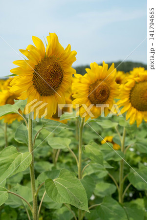 Closeup sunflower head in expansive field of yellow blooms beneath soft sky, with sharp petals, rich central disk, and layered floral rows fading toward distant trees 141794685