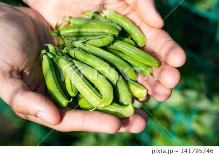 Close Up Of Fresh Green Pea Pods In Farmer Hands. Organic Harvest, Seasonal Produce, Sustainable Farming And Healthy Food Concept Close Up Of Fresh Green Pea Pods In Farmer Hands. Organic Harvest, Seasonal Produce, Sustainable Farming And Healthy Food Concept 141795746