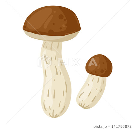 Boletus mushroom pair. Edible boletus mushrooms botanical food flat vector illustration. Forest fungi collection isolated on white background Boletus mushroom pair. Edible boletus mushrooms botanical food flat vector illustration. Forest fungi collection isolated on white background 141795872