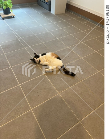 タイルの床で気持ちよさそうに寝転ぶ三毛猫 タイルの床で気持ちよさそうに寝転ぶ三毛猫 141796189