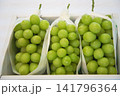 みずみずしいシャインマスカット 141796364