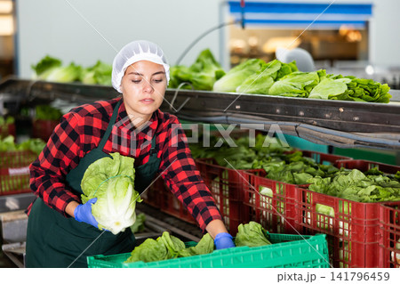 Skilled female worker of vegetable processing factory checking fresh green lettuce on conveyor belt of sorting production line and packing into boxes Skilled female worker of vegetable processing factory checking fresh green lettuce on conveyor belt of sorting production line and packing into boxes 141796459