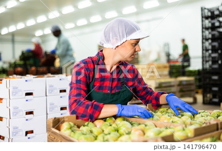 Positive female employee of vegetable sorting factory arranging tomatoes in boxes Positive female employee of vegetable sorting factory arranging tomatoes in boxes 141796470
