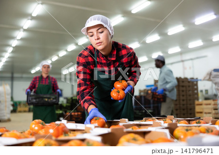 Woman worker checks and sorts ripe tomatoes in warehouse Woman worker checks and sorts ripe tomatoes in warehouse 141796471