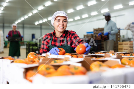 Woman worker checks and sorts ripe tomatoes in warehouse 141796473