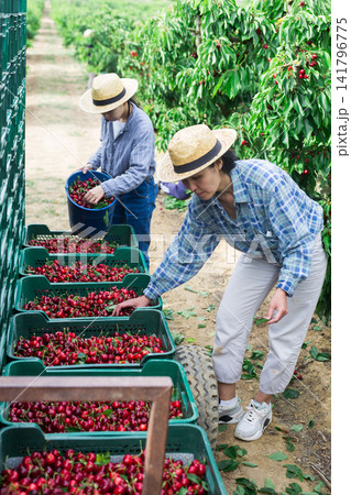 Woman and girl are pouring cherries Woman and girl are pouring cherries 141796775