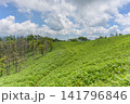初夏の霧ヶ峰・美ヶ原エリア、どこまでも続く三峰山への美しい稜線（長野県） 141796846