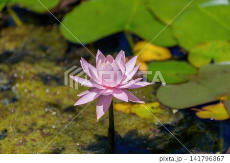 池に咲く美しいピンクの睡蓮の花 夏の清らかな水辺の風景 池に咲く美しいピンクの睡蓮の花 夏の清らかな水辺の風景 141796867
