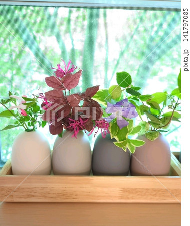 窓辺に並ぶ花瓶と草花 丁寧な暮らし 挿し木 室内ガーデニング ナチュラルインテリア 141797085