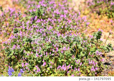 可愛い ホトケノザの花 群生 可愛い ホトケノザの花 群生 141797095