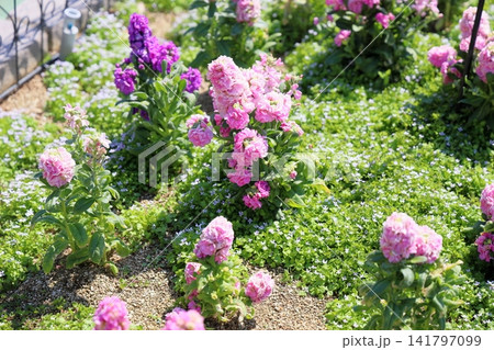 爽やか　春花　ストックの花 141797099