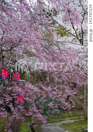 あざやかな紅の枝垂れ桜 あざやかな紅の枝垂れ桜 141797224