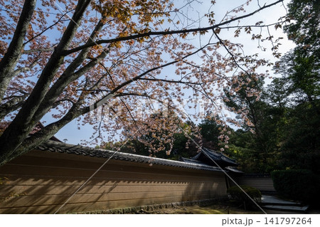 築地塀に寄りそう桜 141797264