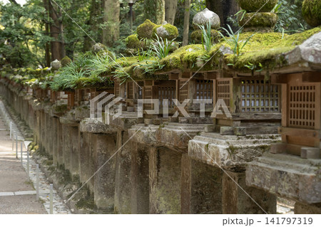 木もれ日の石灯籠道 木もれ日の石灯籠道 141797319