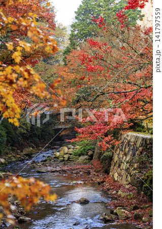 広島県紅葉の名所三原佛通寺の紅葉 広島県紅葉の名所三原佛通寺の紅葉 141797559