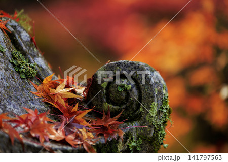 広島県紅葉の名所三原佛通寺の紅葉 石燈篭の落ち紅葉 広島県紅葉の名所三原佛通寺の紅葉 石燈篭の落ち紅葉 141797563