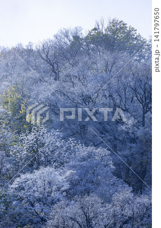 北海道の樹氷が広がる冬の森林風景 北海道の樹氷が広がる冬の森林風景 141797650