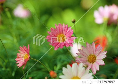 可愛い マーガレットの花 可愛い マーガレットの花 141797697